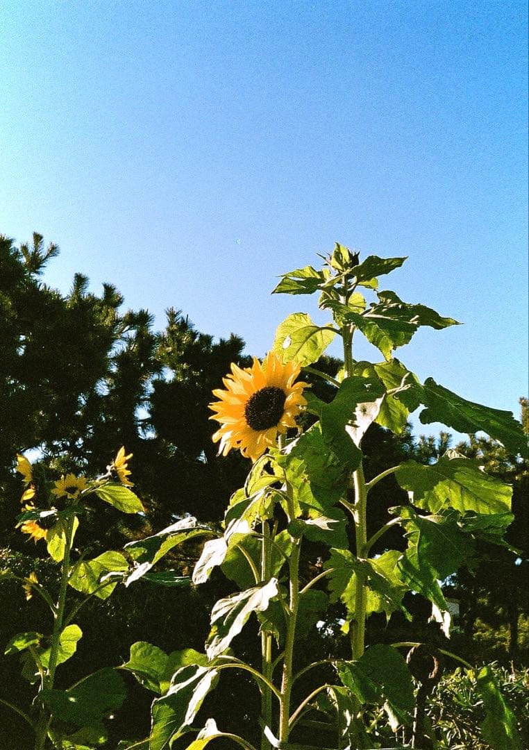 【美品】PENTAX 17 フィルムカメラ