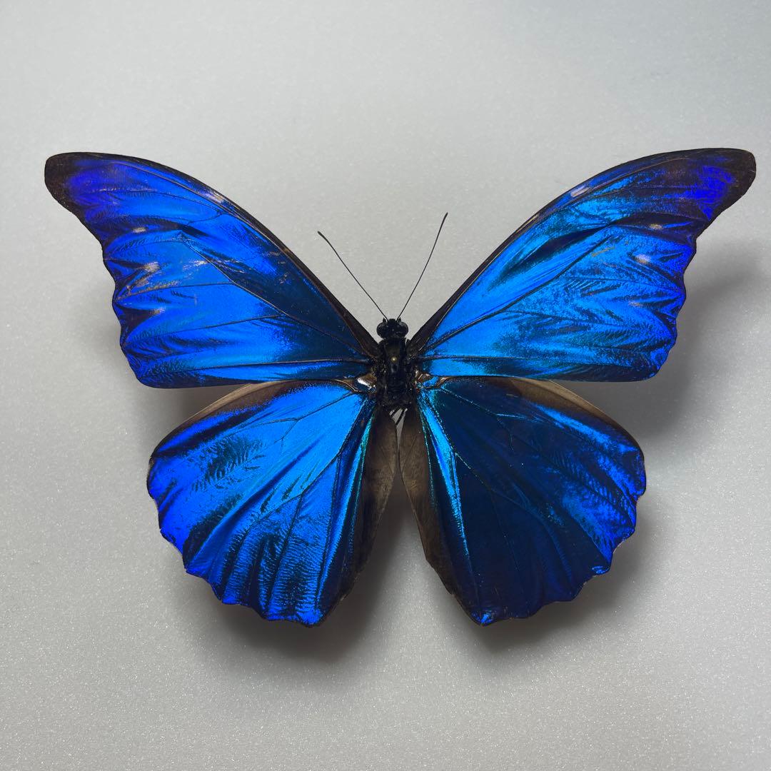 モルフォ蝶標本