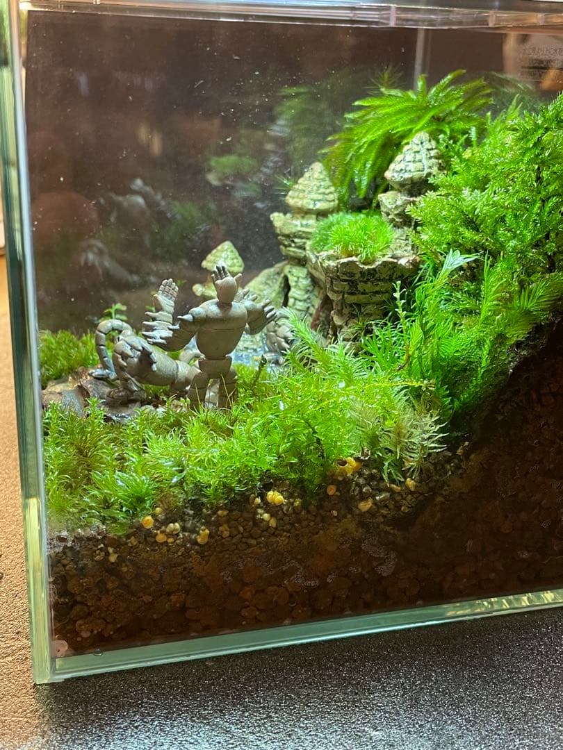 専用商品　苔テラリウム+ライト付　⑦