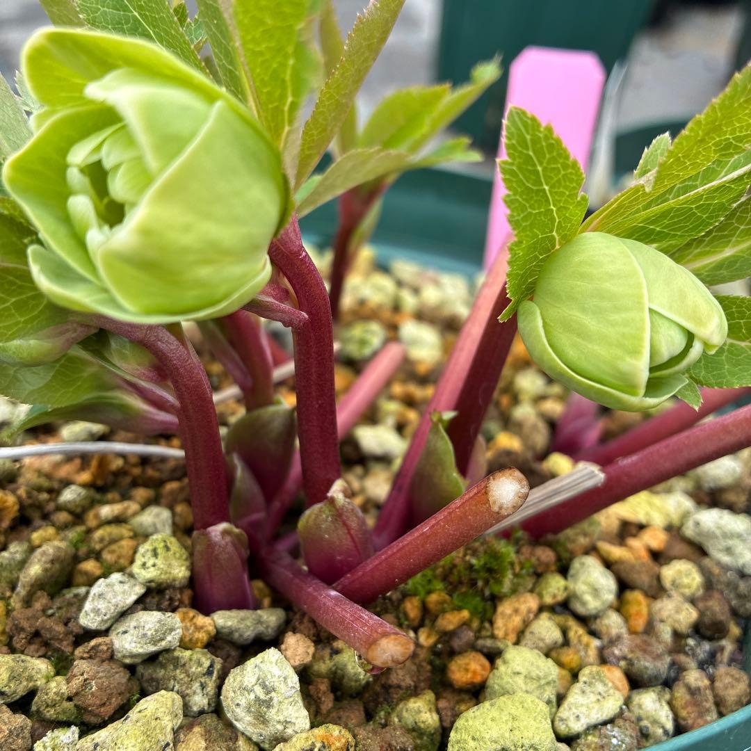 専用です。クリスマスローズ　白抜　赤軸　超希少　グリーンオーレア　ゴールド　７寸