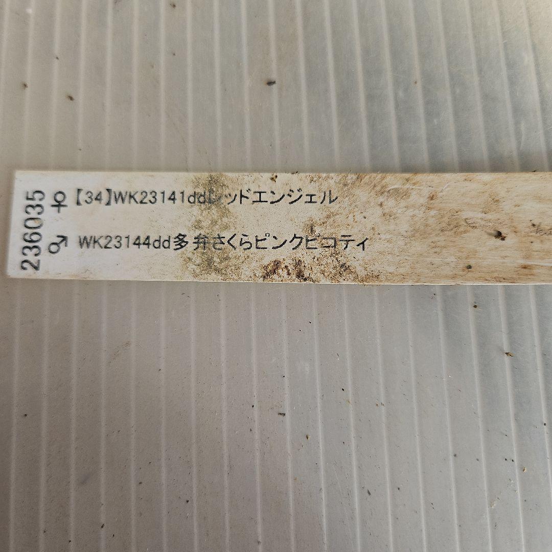 チャッピ様ご購入苗㉖-241㉖-242クリスマスローズ