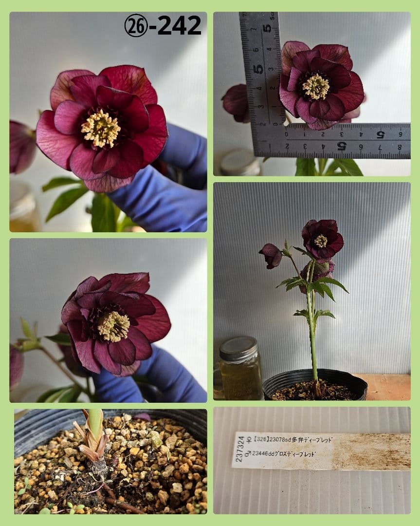 チャッピ様ご購入苗㉖-241㉖-242クリスマスローズ