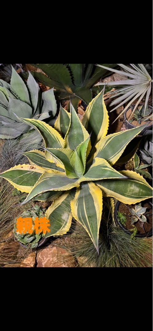 アガベ　リップルエフェクト　子株