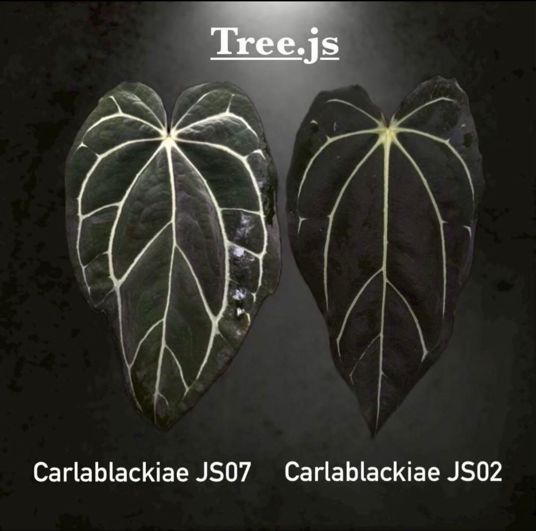 選抜 アンスリウム カーラブラッキー