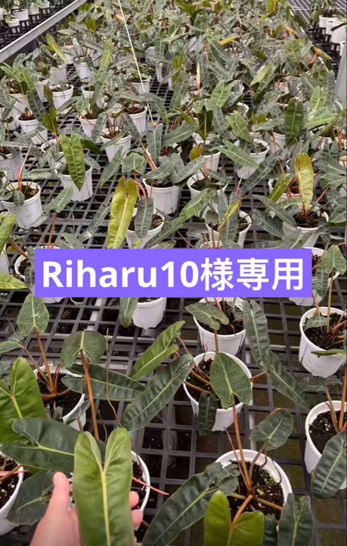 【Riharu10】