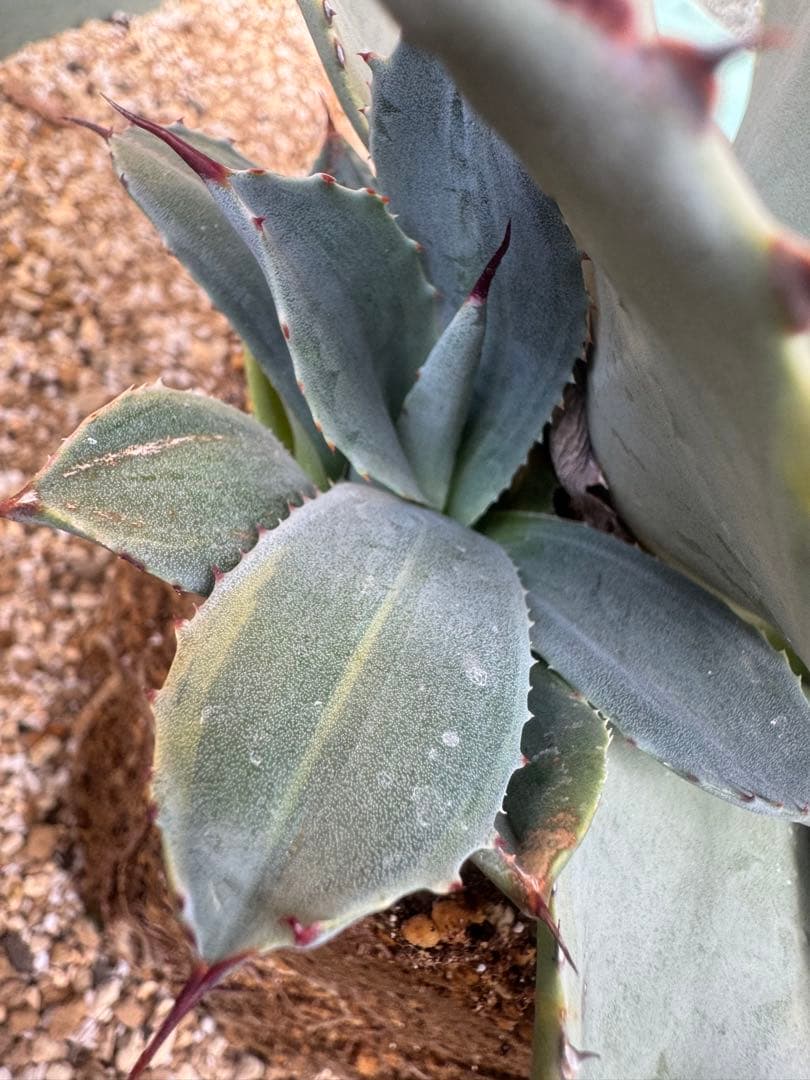 アガベ Agave parryi 'Desert Delight' 259