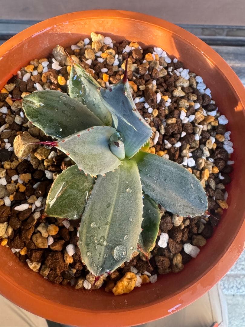 アガベ Agave parryi 'Desert Delight' 259