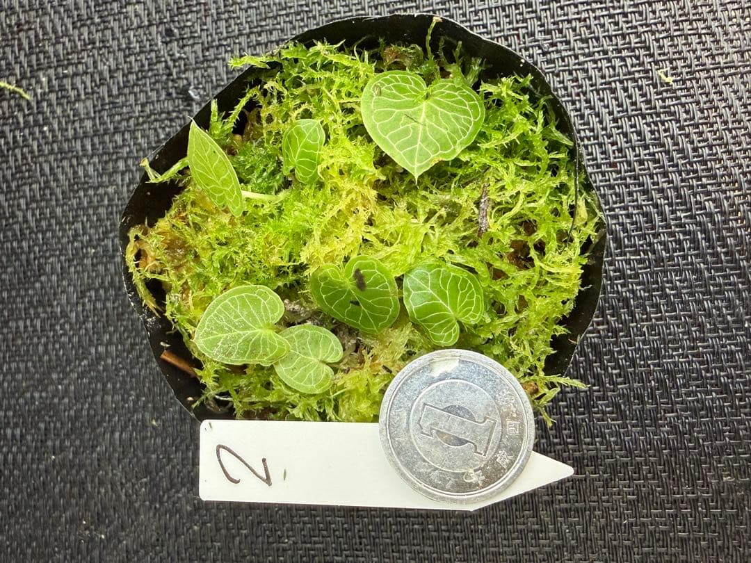 そ*う様 ⭐︎ ⭐︎ Corybas pictus ② 超小型コリバス・ピクタス