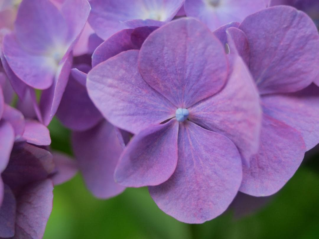 【美品】Panasonic LUMIX DC-G99 ボディ 付属品、カプラ付