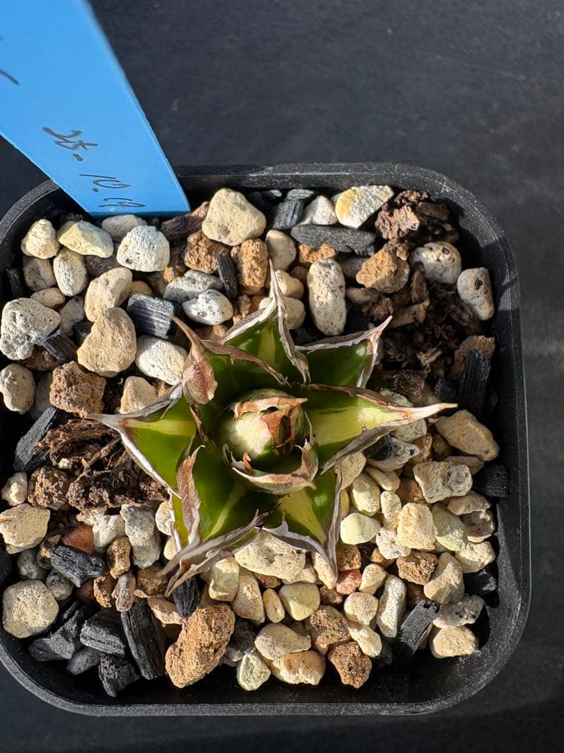 ★SALE★ アガベ　ホリダ　白中斑