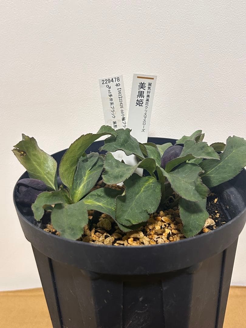 し*ら様 黒影交配　認定美黒姫　小輪ブラック　クリスマスローズ