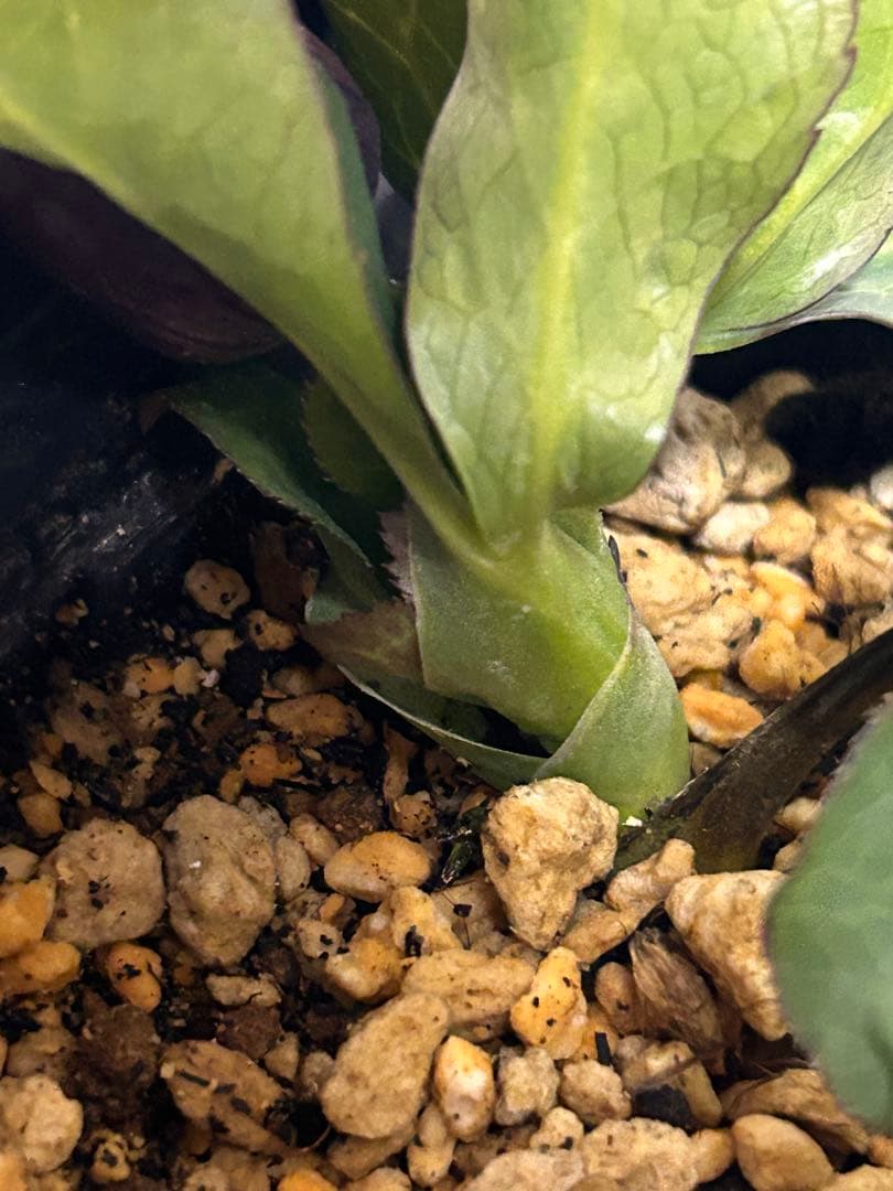 し*ら様 黒影交配　認定美黒姫　小輪ブラック　クリスマスローズ