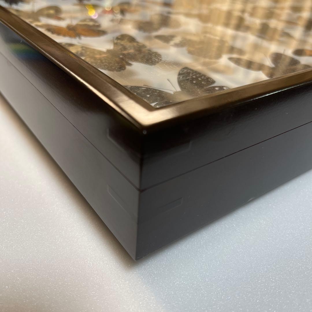 蝶の標本 30匹額装