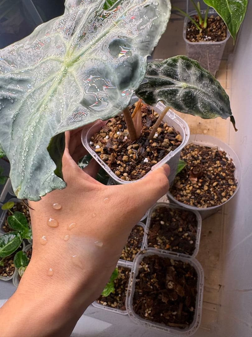 B*b様 ラスト1株‼️ アロカシア　ヴェノム