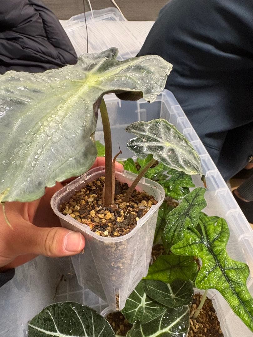 B*b様 ラスト1株‼️ アロカシア　ヴェノム