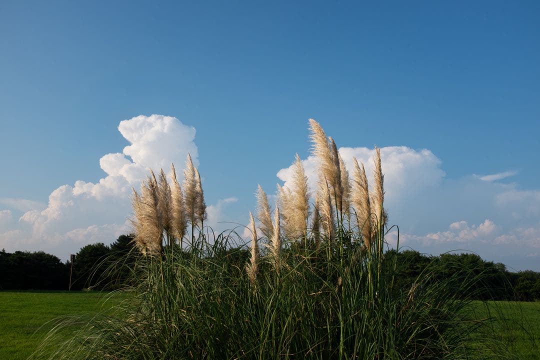 FUJIFILM X100T シルバー