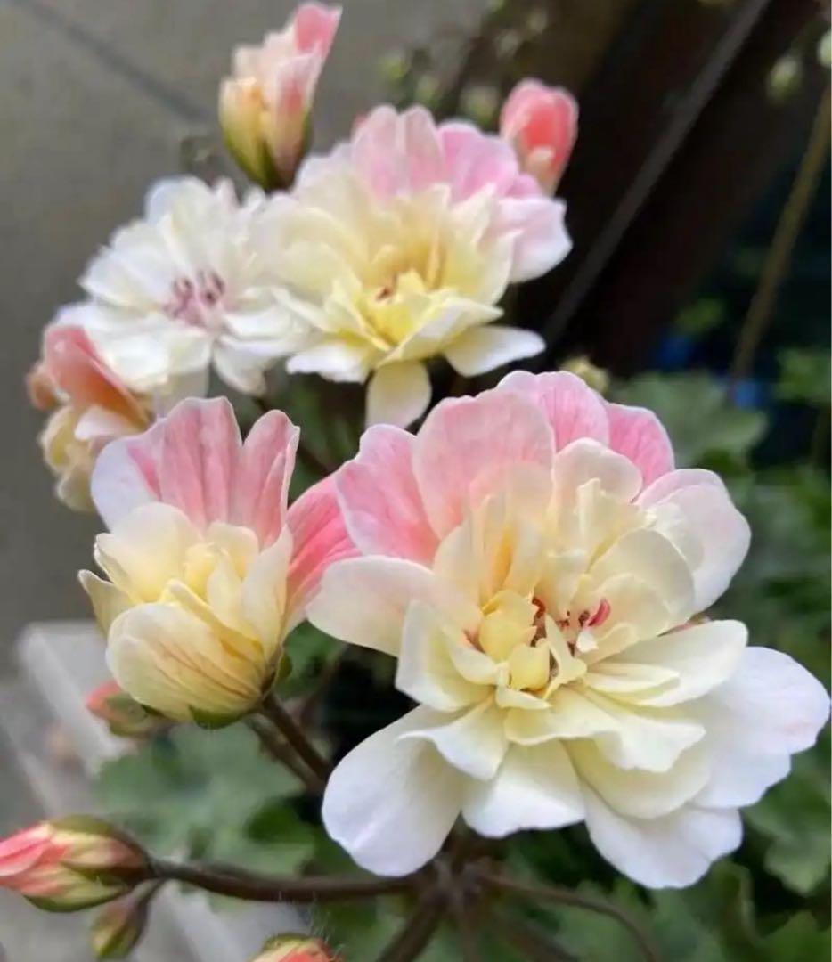 珍しいゼラニウム大苗