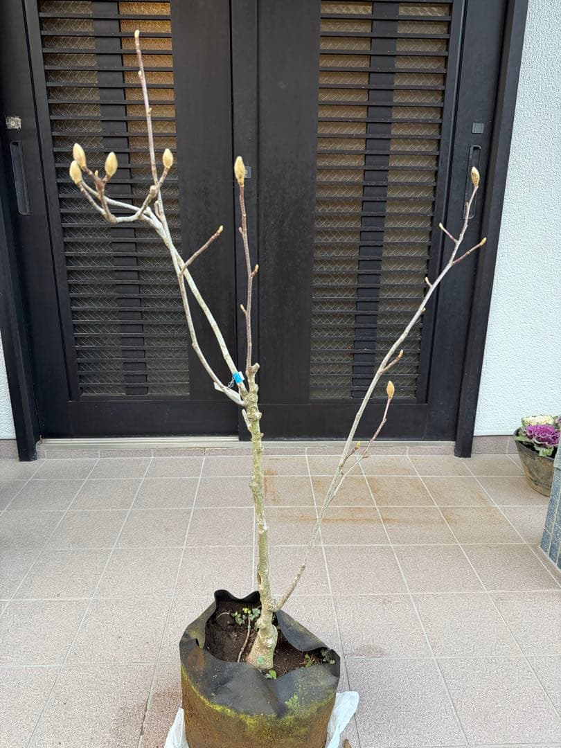 のこのこ　白木蓮 苗木　特大株華やかな芳香