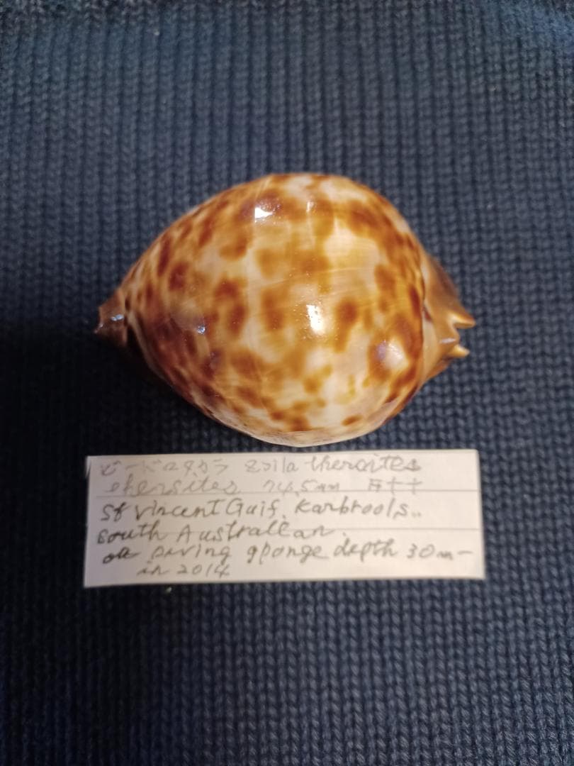 タカラガイ、貝殻、びーどろダカラ