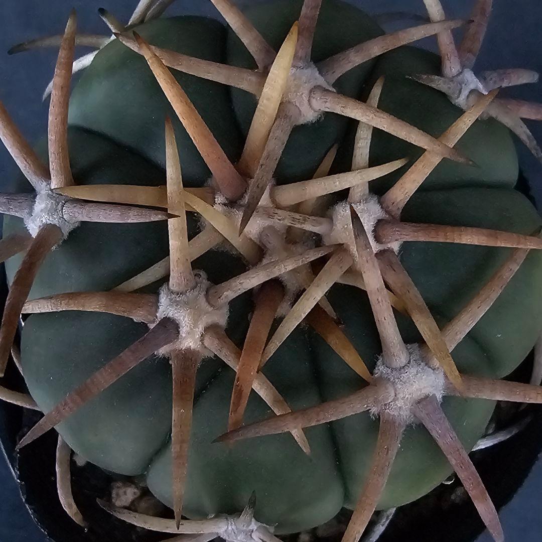 メルカリ便発送☆サボテン エキノカクタス 翠平丸×雷帝(実生苗です)