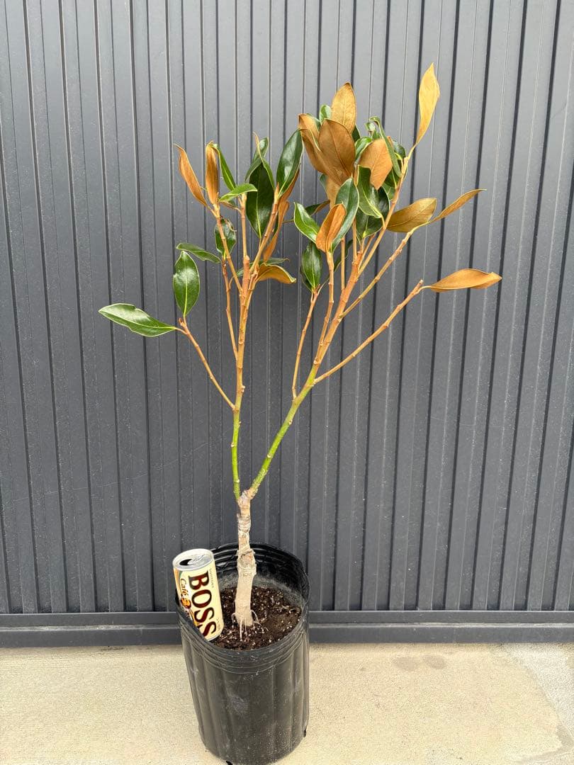 ◆タイサンボク　リトルジェム◆接木◆シンボルツリー◆