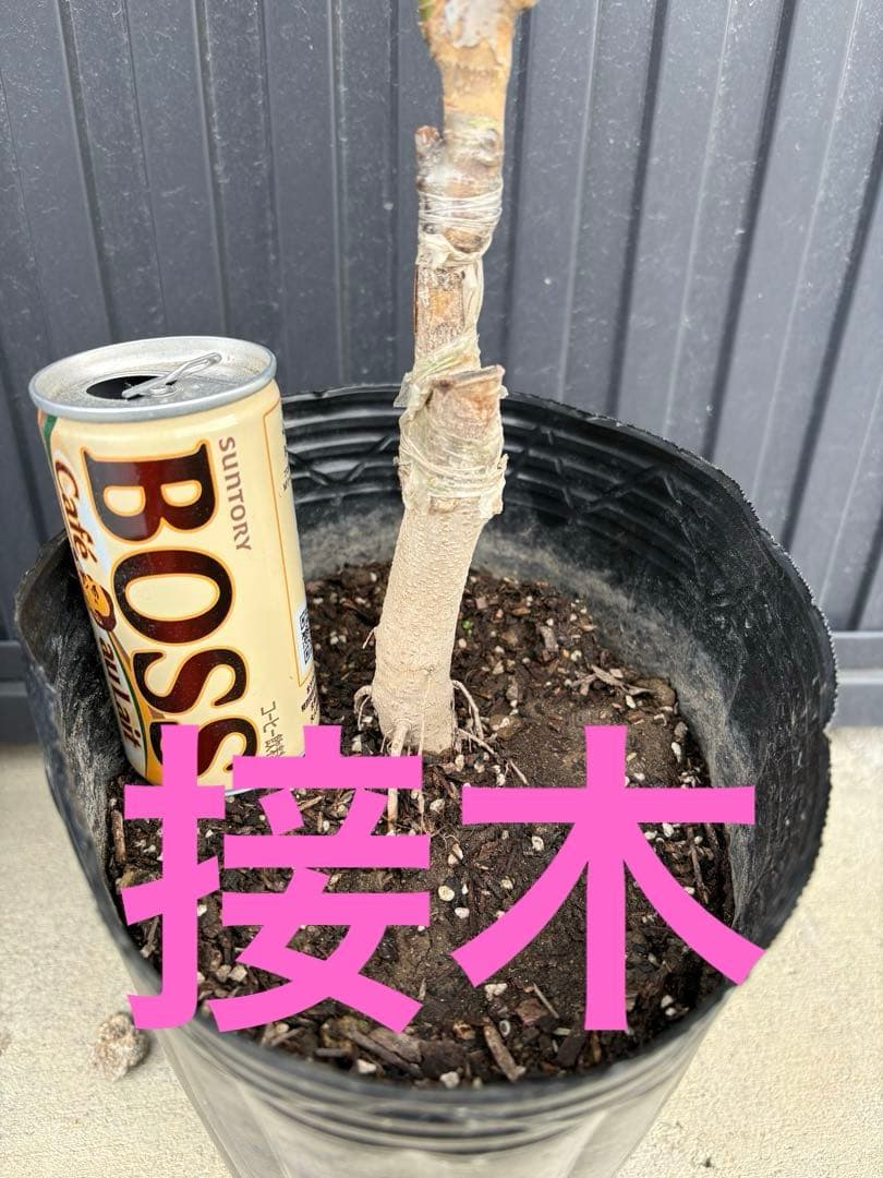 ◆タイサンボク　リトルジェム◆接木◆シンボルツリー◆