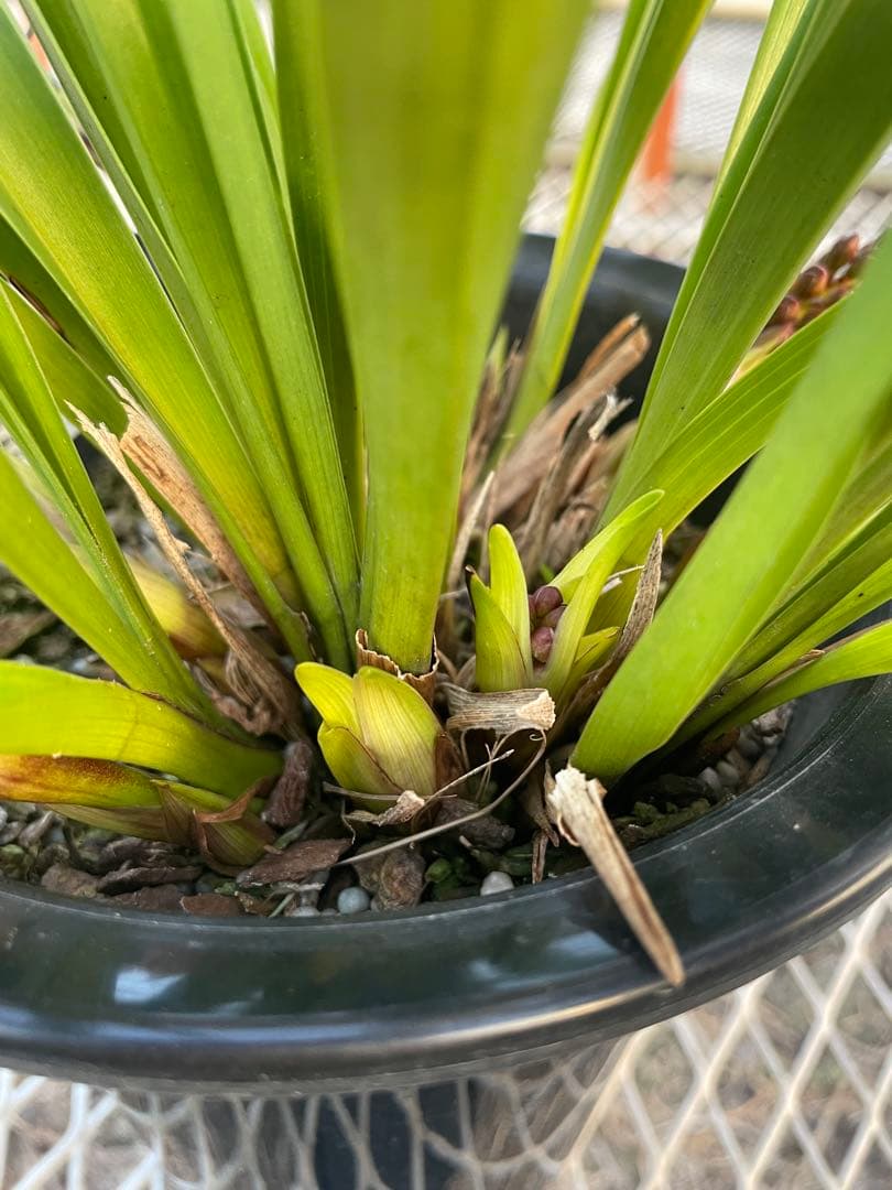 R8年キンリョウヘン花芽7本#4