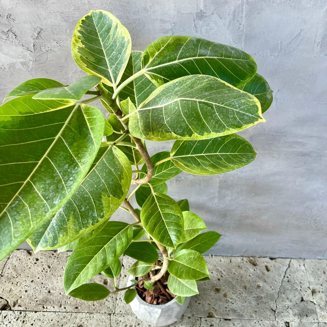 特大　フィカス アルテシマ　曲がり仕立て　9号　陶器鉢　植え込み発送