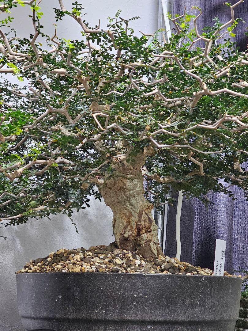 【良血統】オペルクリカリア パキプス