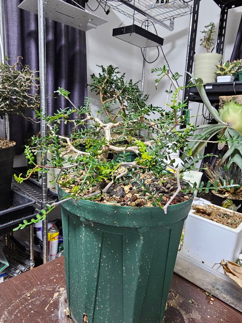 【良血統】オペルクリカリア パキプス