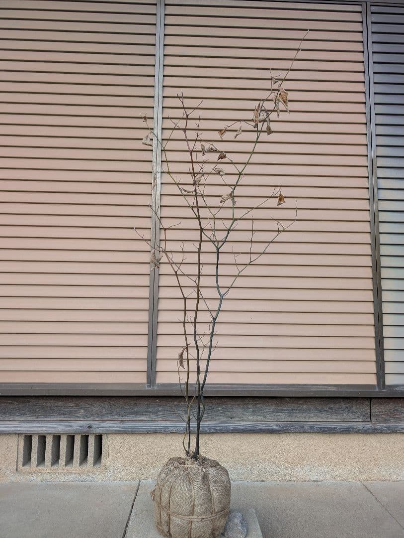 クロモジ　株立