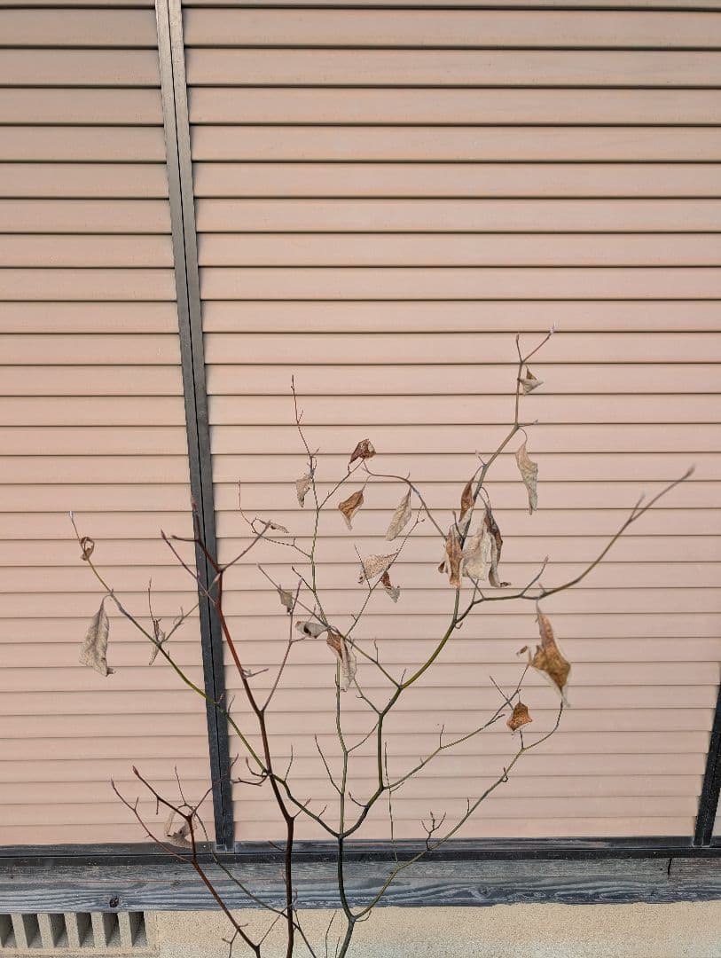 クロモジ　株立