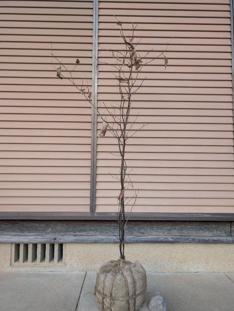 クロモジ　株立