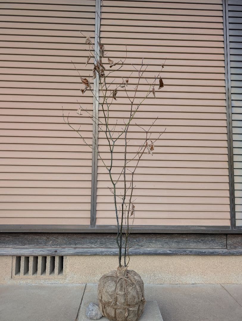 クロモジ　株立