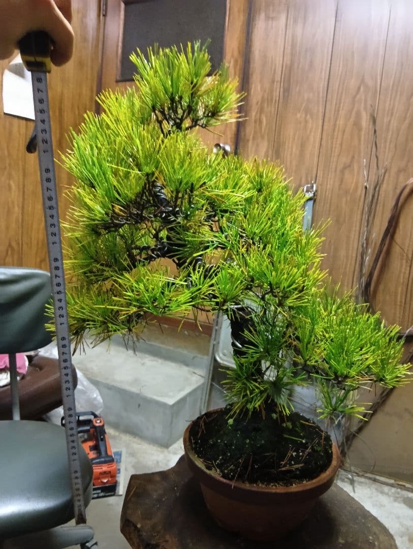 黒松（盆栽持ち込み古い）