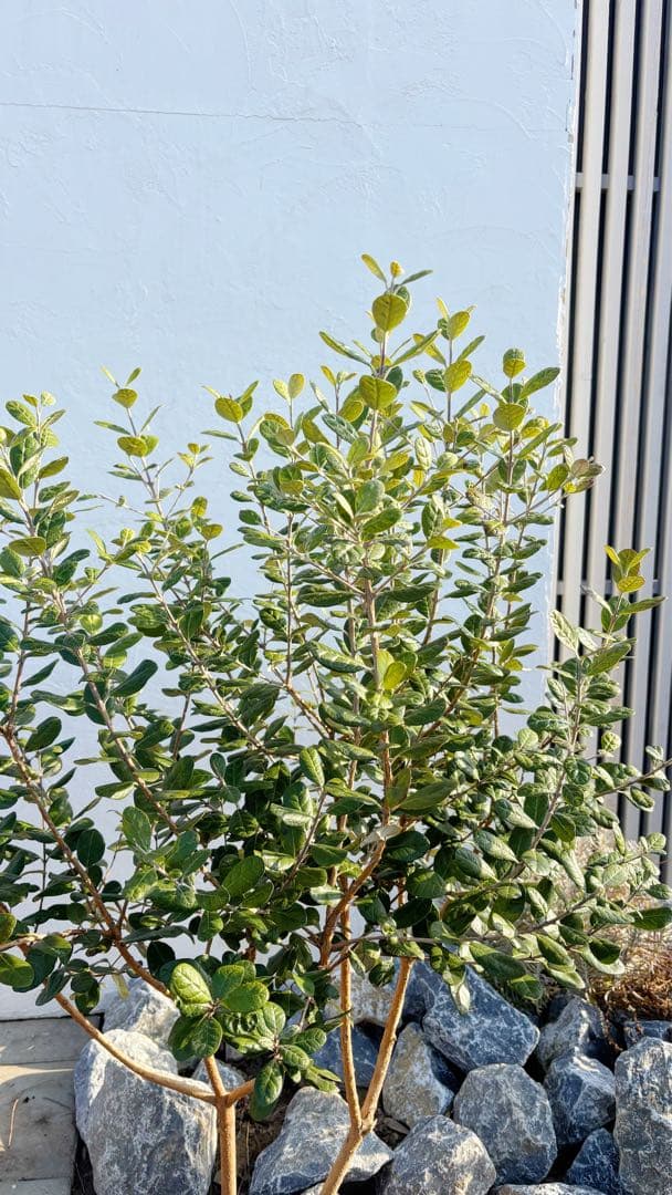 超美形。仕立てフェイジョア1.7M(鉢底から)品番C