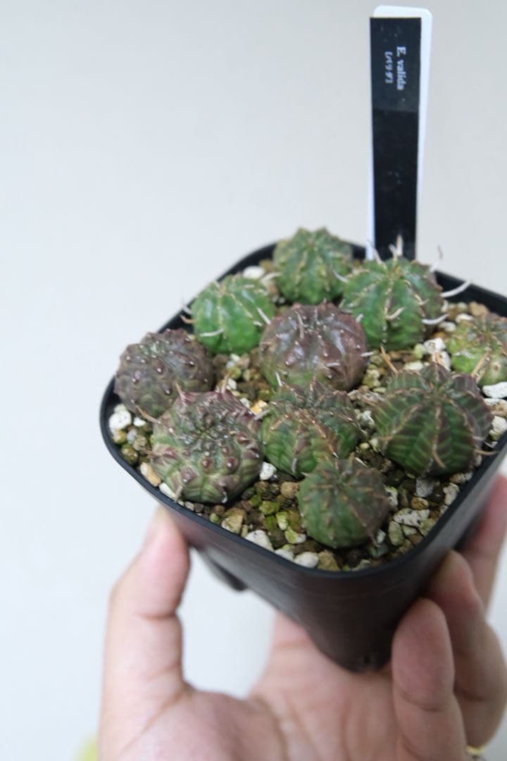 n*n様 ユーフォルビア　バリダ