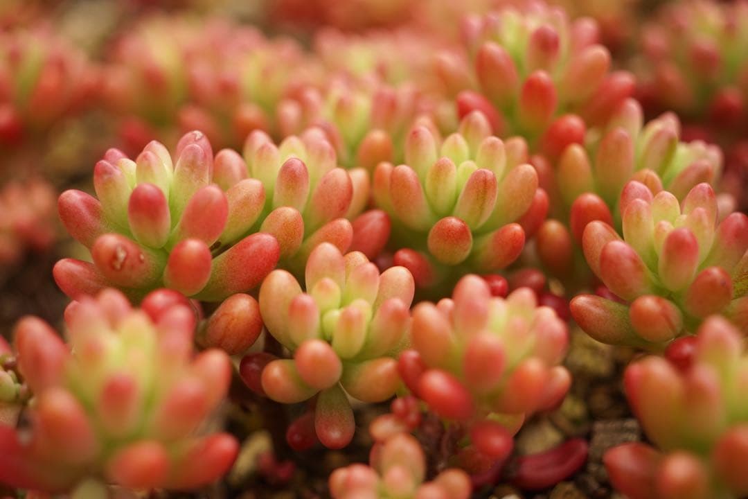 作例付き　CANON FL 50mm F3.5 MACRO 管mpr