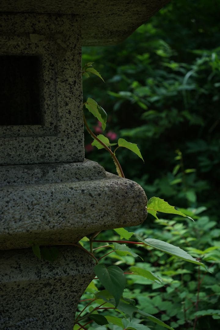 作例付き　CANON FL 50mm F3.5 MACRO 管mpr