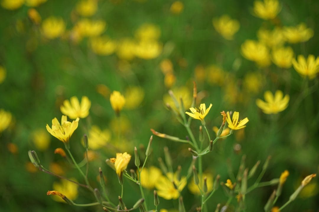 作例付き　CANON FL 50mm F3.5 MACRO 管mpr