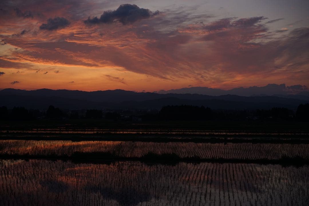作例付き　CANON FL 50mm F3.5 MACRO 管mpr