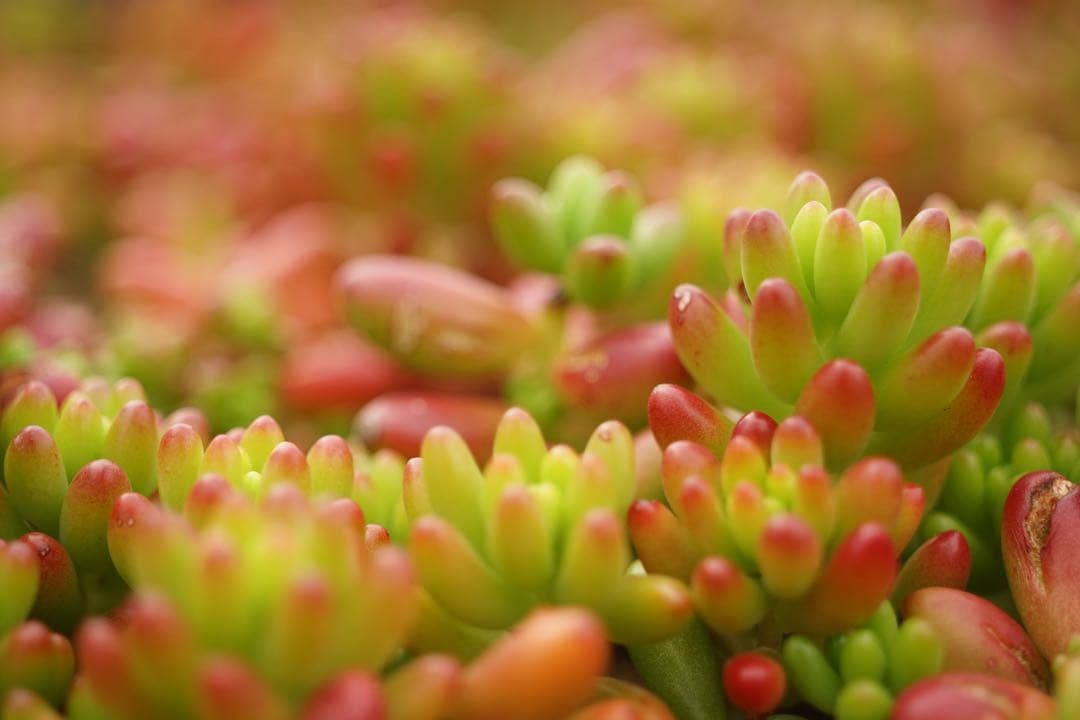 作例付き　CANON FL 50mm F3.5 MACRO 管mpr