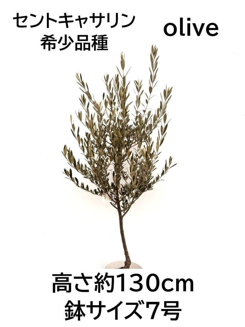 オリーブの木　セントキャサリン　7号　約130cm　K-342　希少　現品掲載