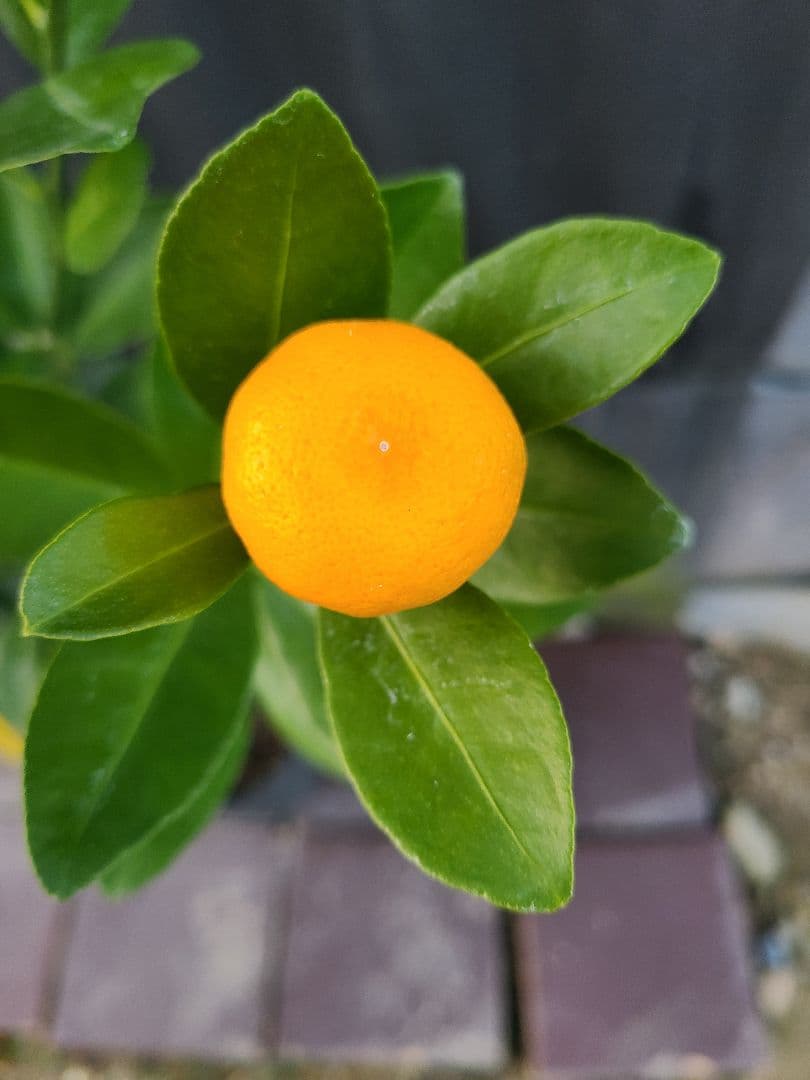 タチバナ（橘）実付き大株 5号P 接木3年生苗｜日本固有柑橘・耐寒性◎ 現品発送