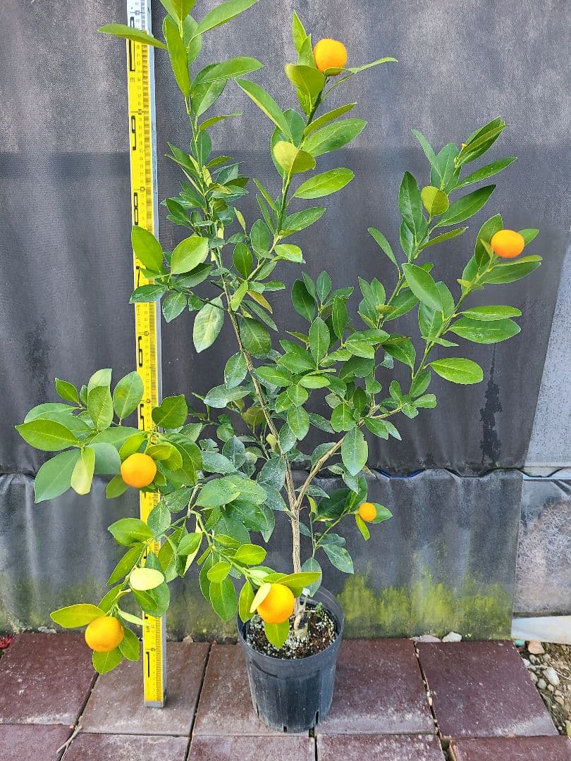 タチバナ（橘）実付き大株 5号P 接木3年生苗｜日本固有柑橘・耐寒性◎ 現品発送