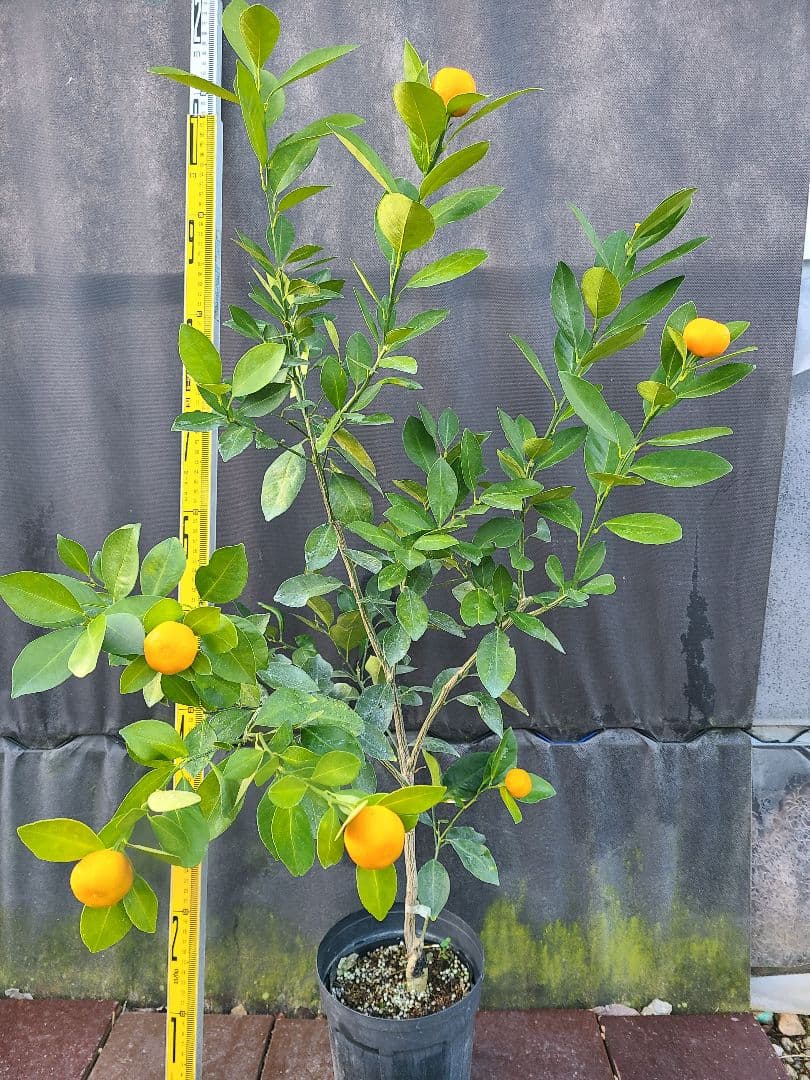 タチバナ（橘）実付き大株 5号P 接木3年生苗｜日本固有柑橘・耐寒性◎ 現品発送