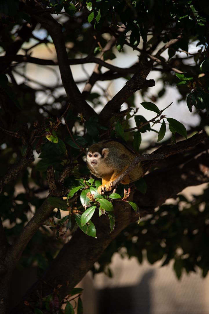 【中古】TAMRON 70-200mm F2.8 ニコンFマウントA001