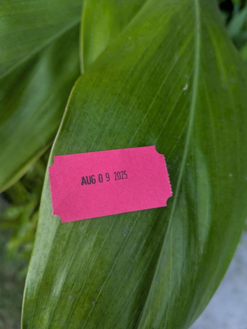 ＜新品＞ハワイ限定☆DEAN＆DELUCA☆トートSロイヤルピンク