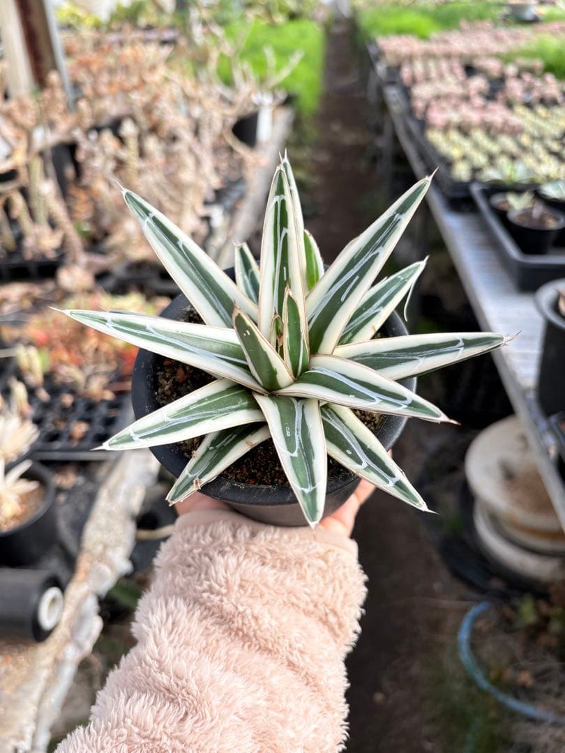 アガベ　氷山　鉢ごと　子株付き