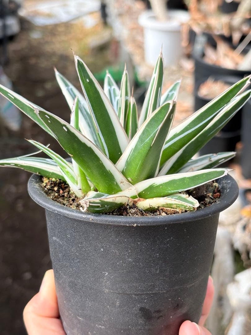 アガベ　氷山　鉢ごと　子株付き